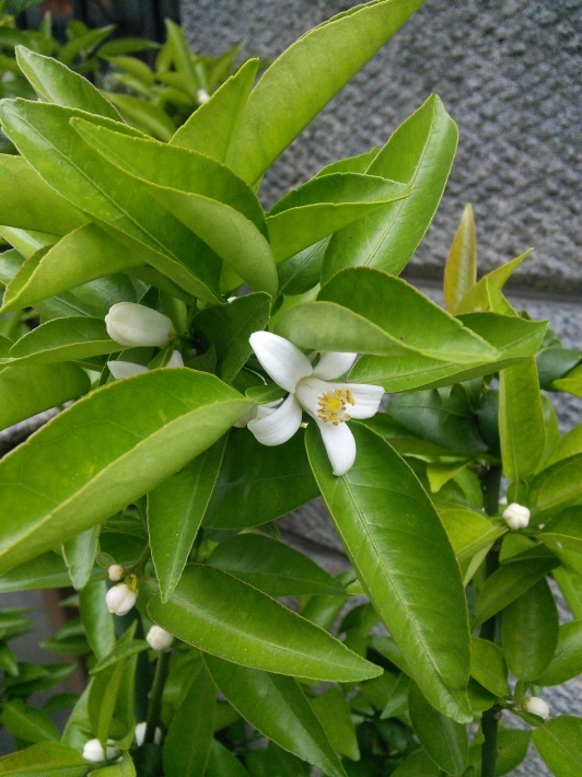 c0149408_11341295.jpg