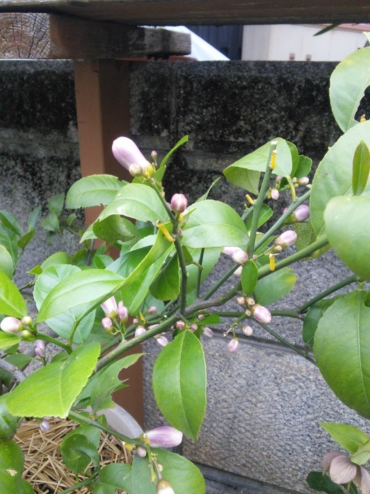 c0149408_11343065.jpg