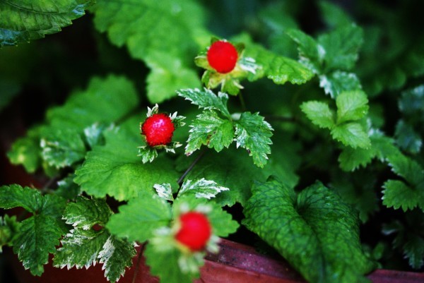 野いちごの実 For Happy Days 野いちごの実 For Happy Days