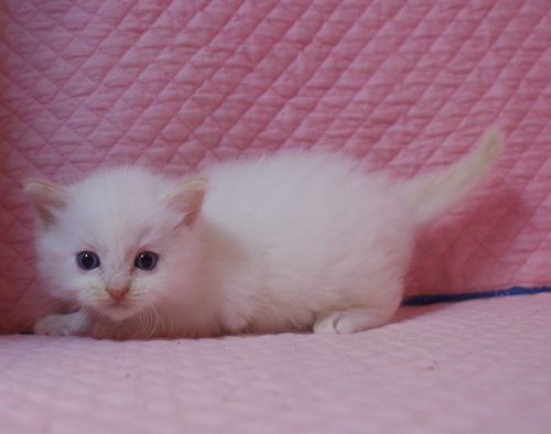 ラグドールの子猫ちゃん家族募集 4月9日生まれ_e0033609_00064580.jpg