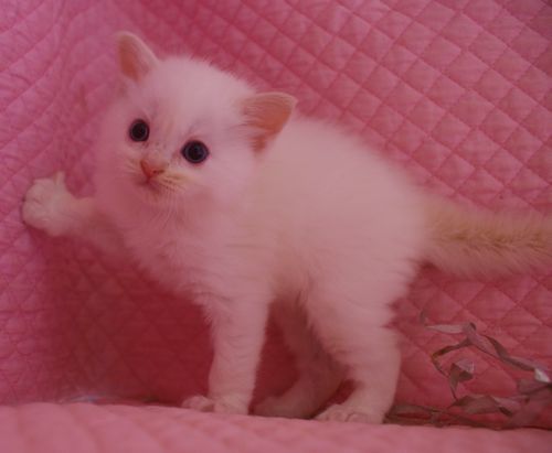 ラグドールの子猫ちゃん家族募集 4月9日生まれ_e0033609_00073663.jpg