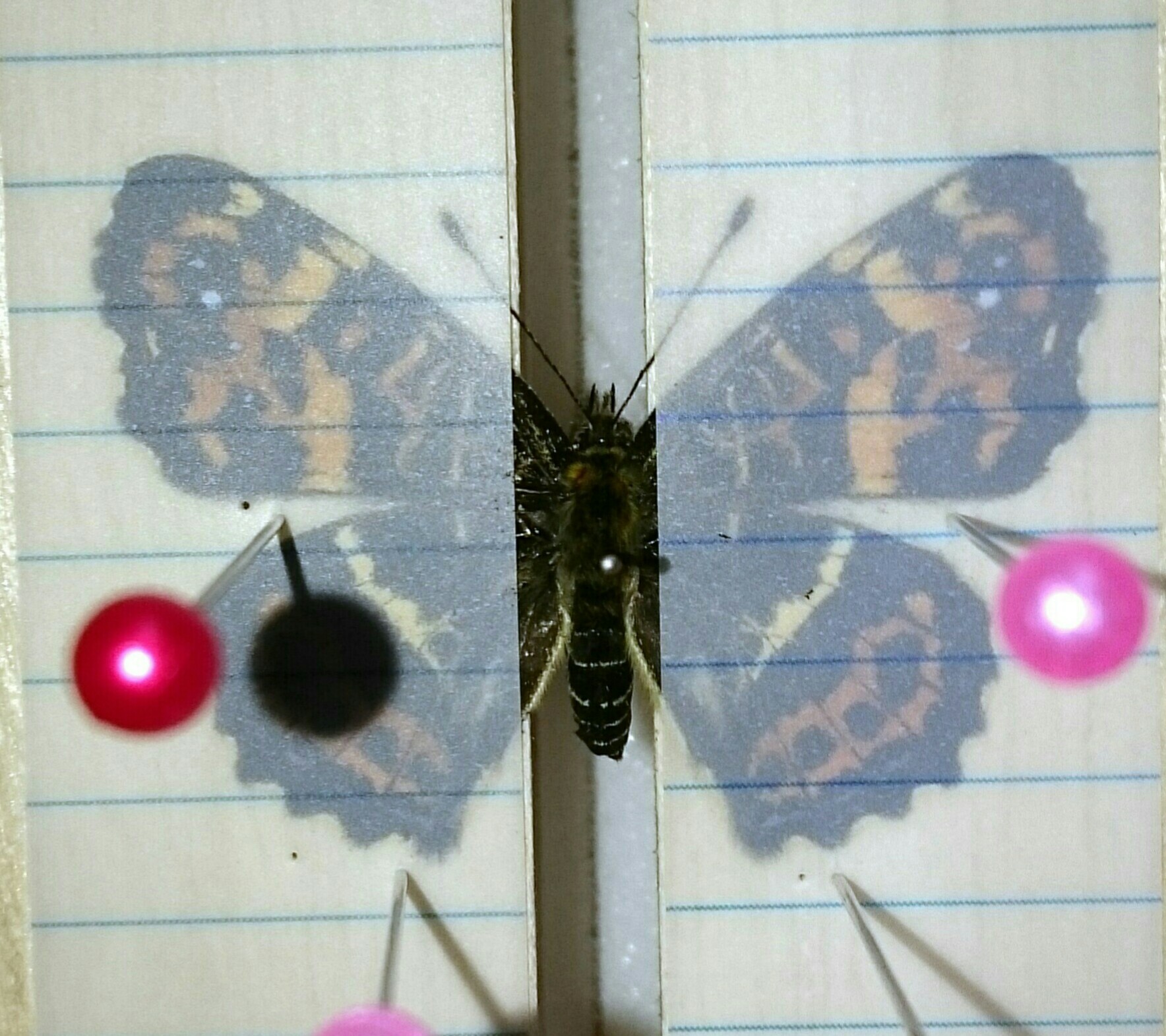 a0361610_19435510.jpg