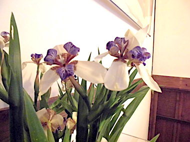 a0019212_11183986.jpeg