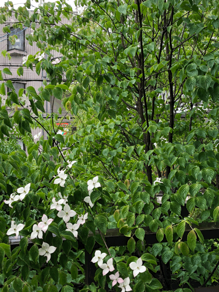 b0268815_12214535.gif