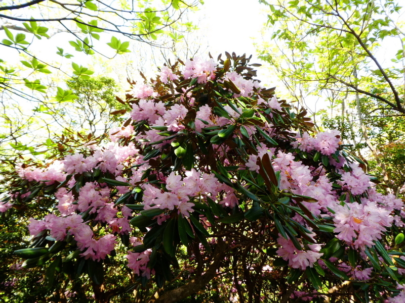 d0170615_07333659.jpg