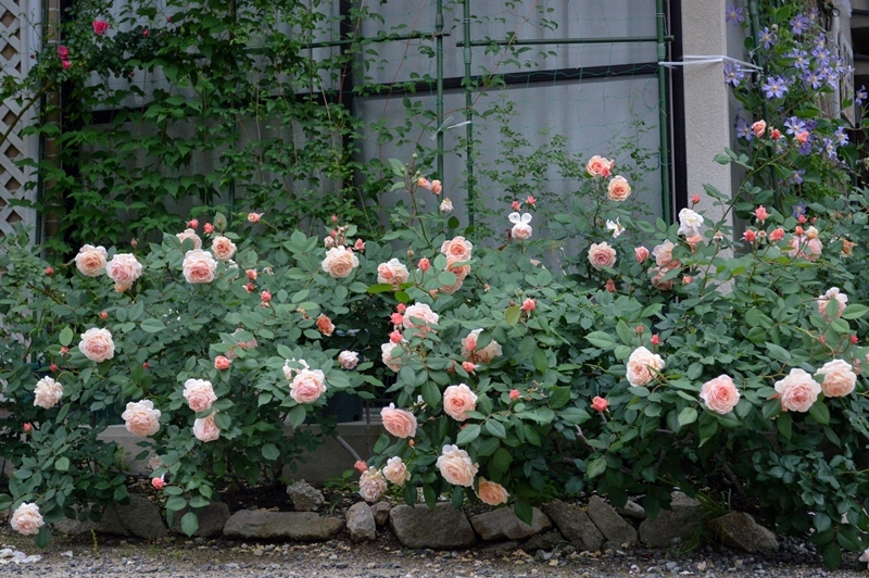 d0096422_16345739.jpg