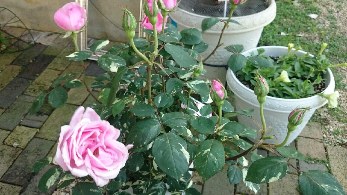 e0263224_00105174.jpg