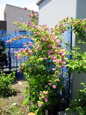f0129726_21131408.jpg
