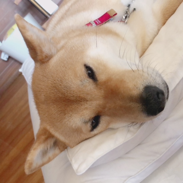 c0367433_16030466.jpeg