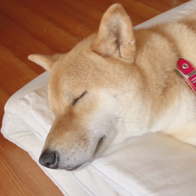 c0367433_16031050.jpeg