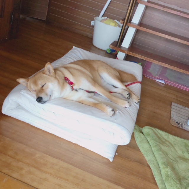 c0367433_16031803.jpeg