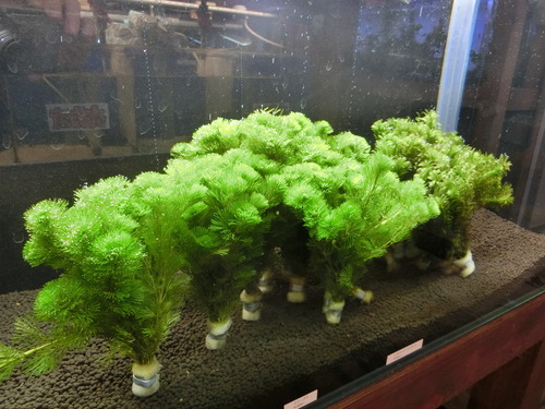 f0304633_20101550.jpg