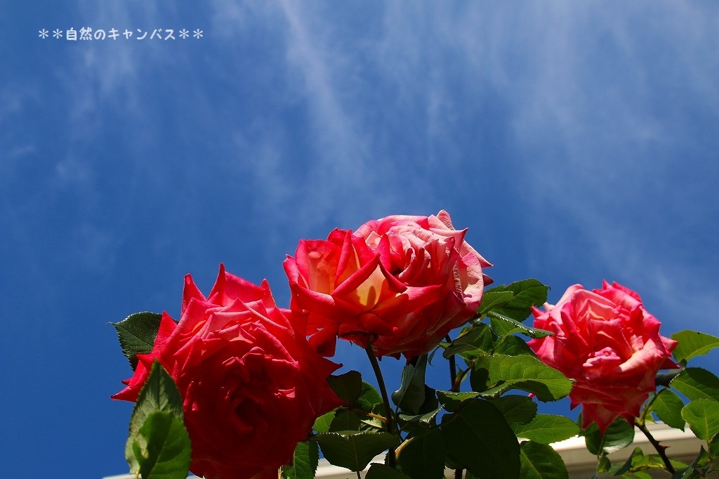 街角の薔薇の花ウオッチング・・・ピンク.紫_e0052135_22230669.jpg