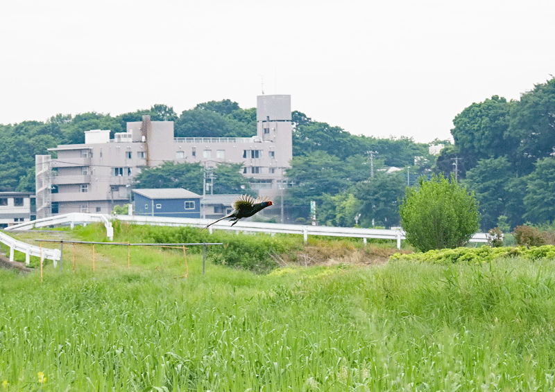 d0290240_14520816.gif