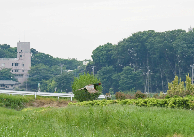 d0290240_14521804.gif