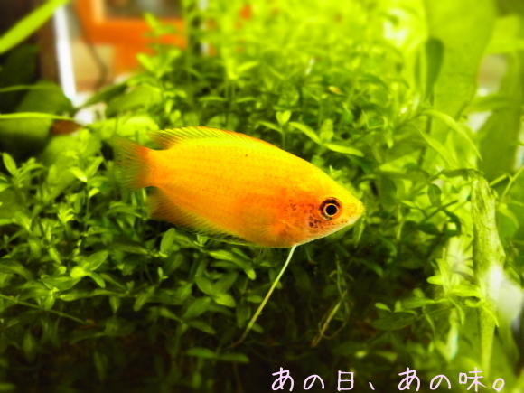 a0305046_10413348.jpg