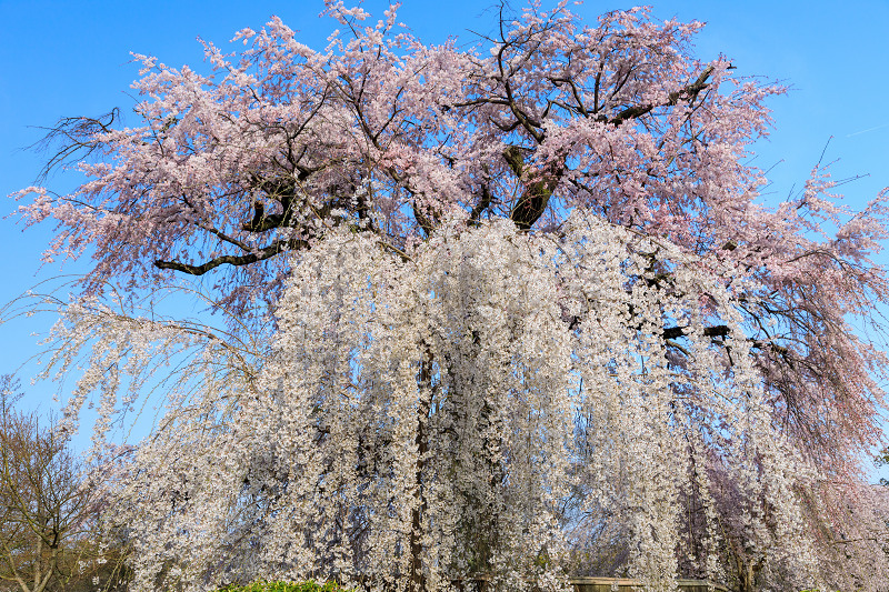 桜咲く京都2018　円山公園のしだれ桜_f0155048_23554754.jpg