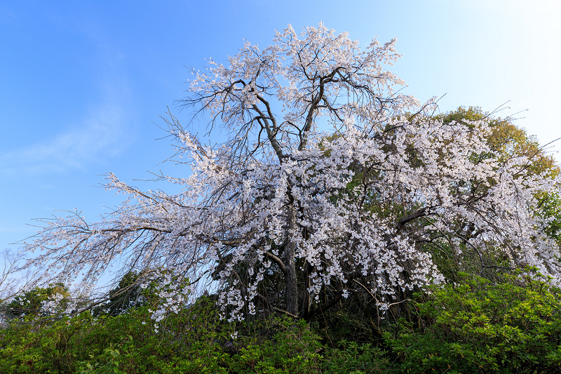 桜咲く京都2018　円山公園のしだれ桜_f0155048_23561683.jpg