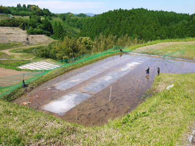 菊池水源棚田米 数量限定販売中!平成30年度の苗床の様子と惜しまぬ手間ひま!_a0254656_17172865.jpg