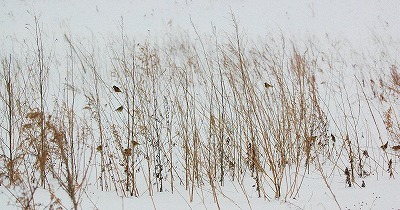 雪原の小鳥たち_c0290656_19182164.jpg