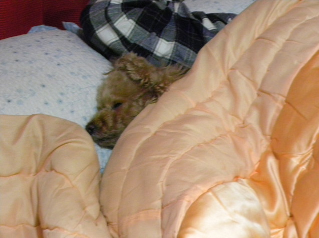c0162773_11583201.jpg