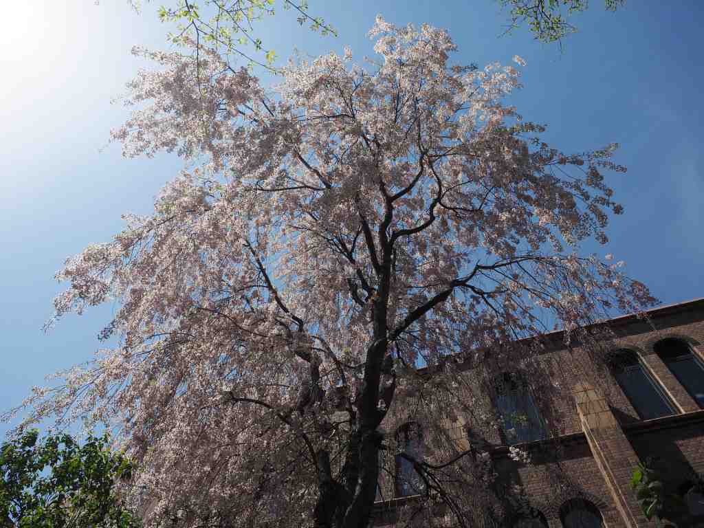 北大キャンパス枝垂れ桜　　０５１３～１４_c0183777_18494528.jpg