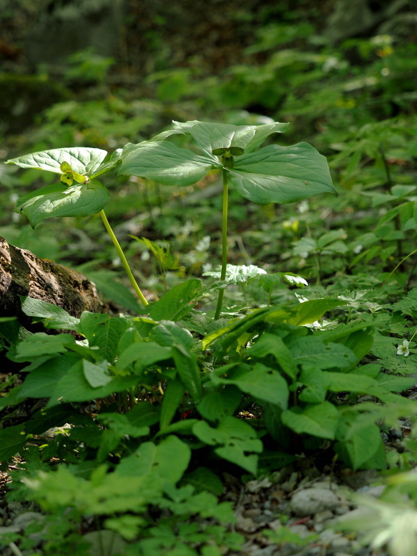 宮川渓谷の山野草_f0372177_22551983.jpg