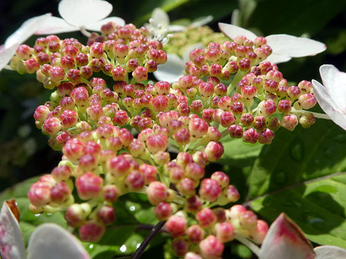 紫陽花 あなたの側で