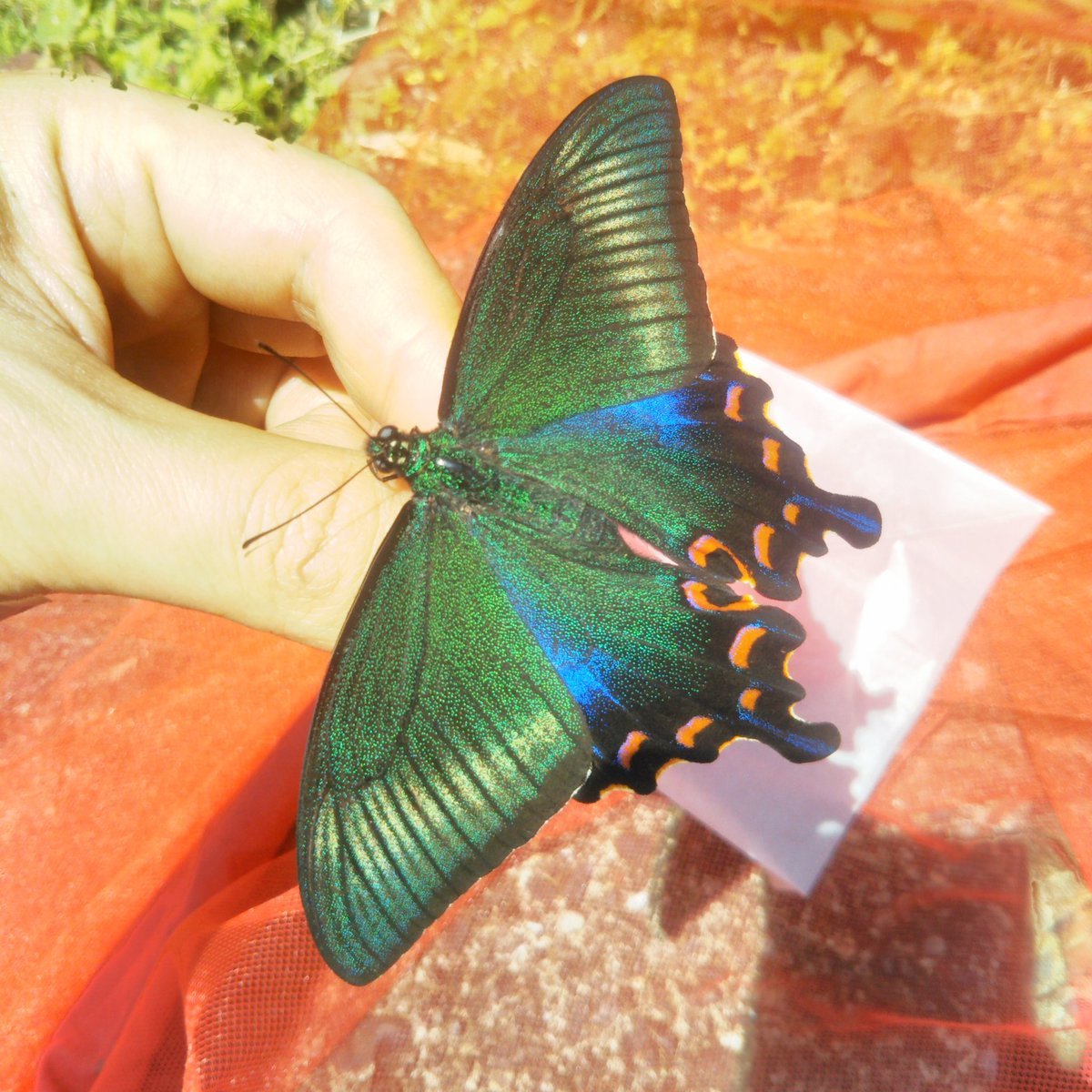 5月12日八丈記 : 蝶々阿呆日記