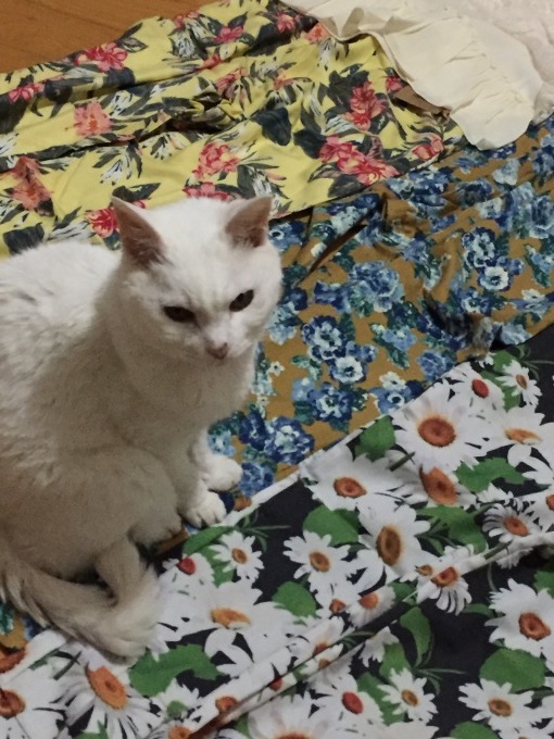 スペインのお土産をいただきながら~~_a0125981_19463547.jpg