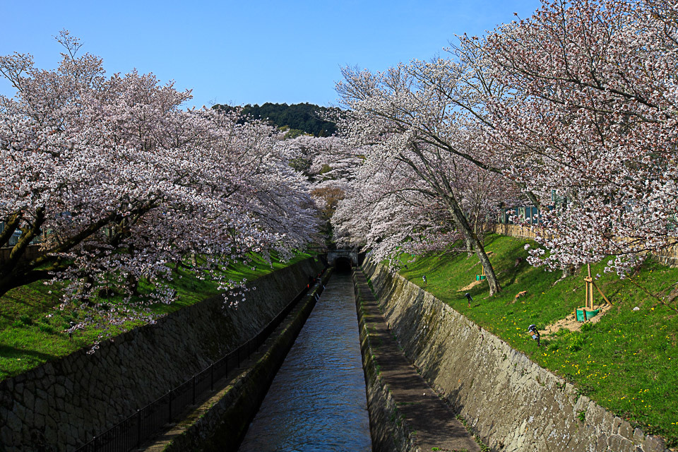 桜　2018！　　～三井寺～_b0128581_20573023.jpg