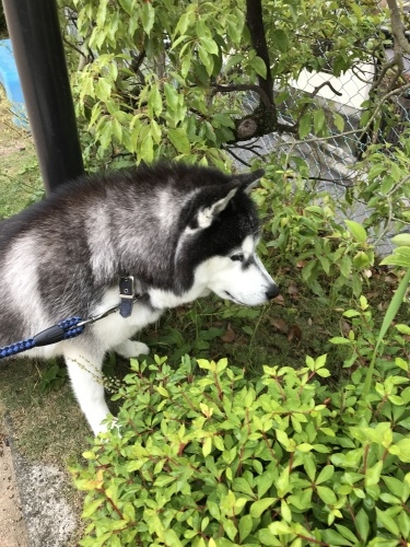 f0315081_22085687.jpeg