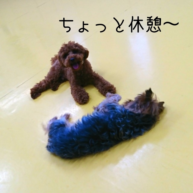 ご満悦!?_f0357682_11403845.jpg