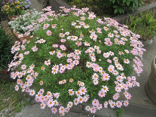 マーガレット ピンク花 の んびり マーガレット ピンク花 の んびり
