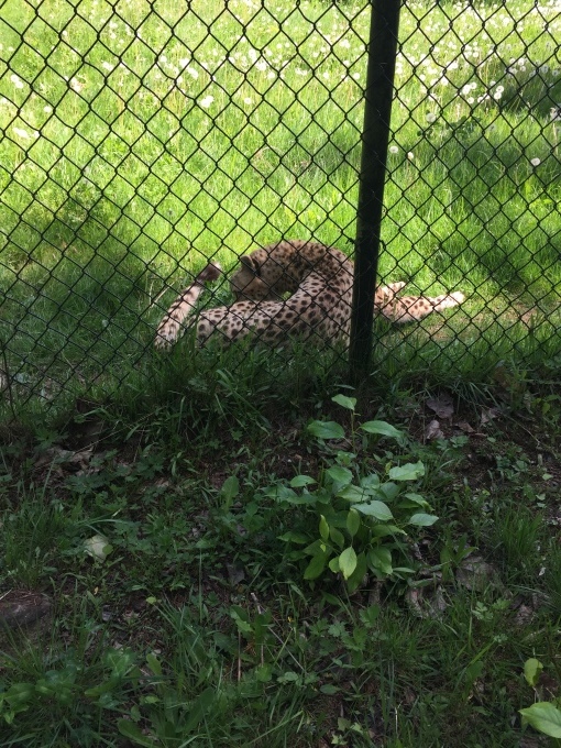 f0129786_08382550.jpeg