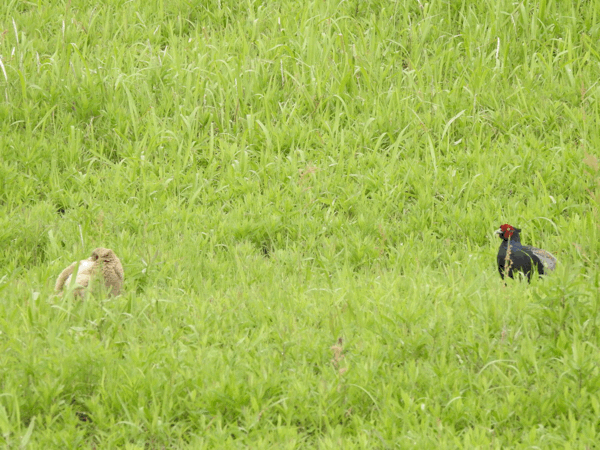 d0169692_20532238.gif