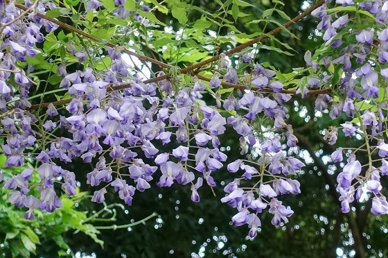 e0176993_07231483.jpg