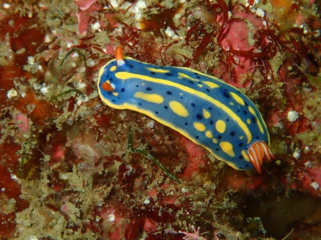 e0115199_13025357.jpg