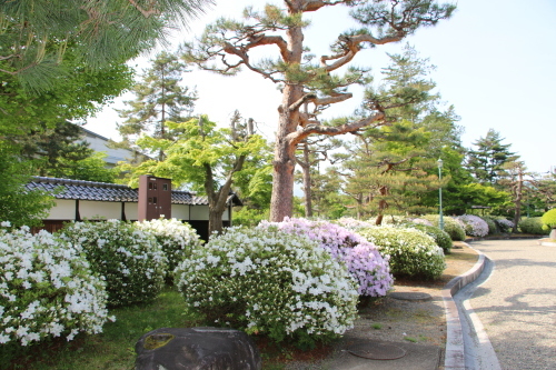 上杉記念館・上杉伯爵邸の躑躅・１　２０１８．５．15_c0075701_16514586.jpg