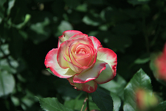 b0014607_22164200.jpg