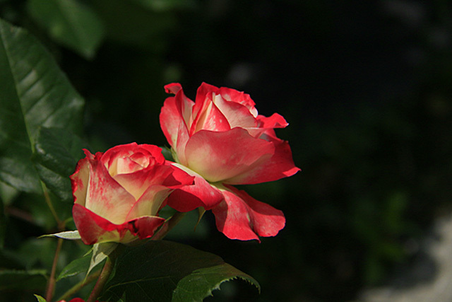 b0014607_22183500.jpg