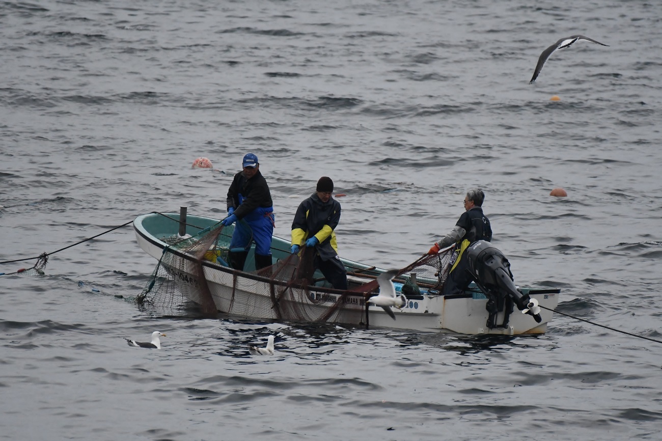 2019－北海道スペシャルⅡ　天売島３日目_b0367008_06424974.jpg