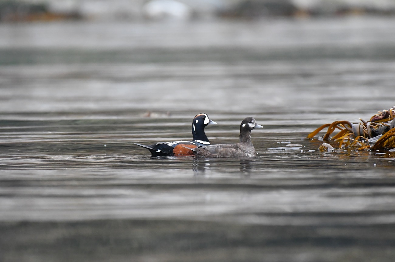 2019－北海道スペシャルⅡ　天売島３日目_b0367008_09071328.jpg