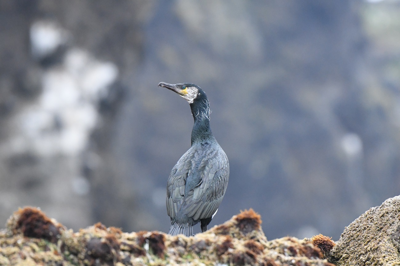 2019－北海道スペシャルⅡ　天売島３日目_b0367008_09072538.jpg