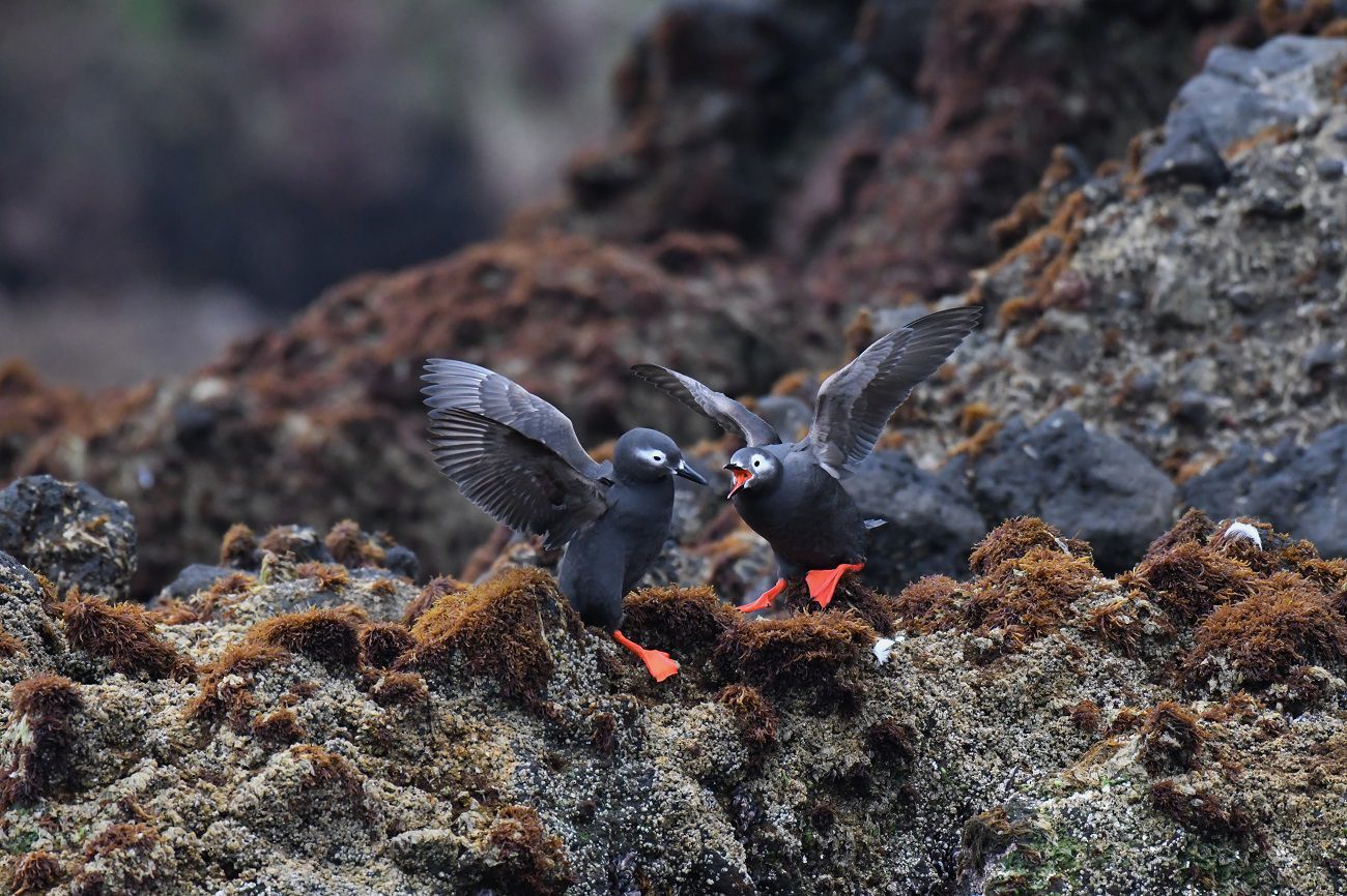 2019－北海道スペシャルⅡ　天売島３日目_b0367008_09073710.jpg