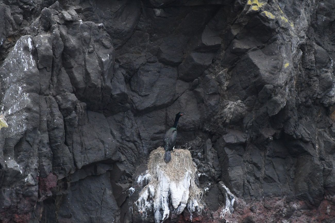 2019－北海道スペシャルⅡ　天売島３日目_b0367008_09080928.jpg