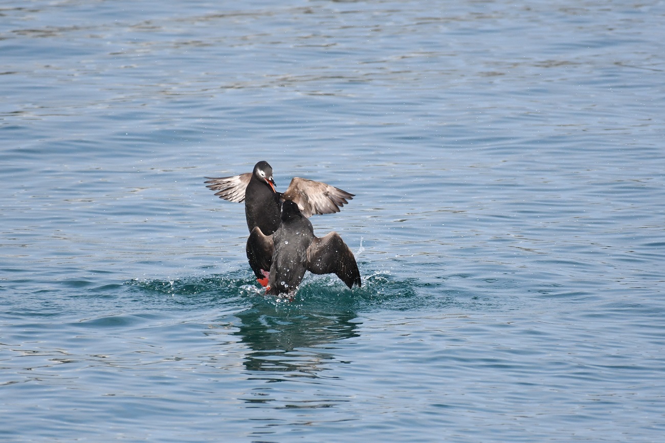 ケイマフリ　天売島_b0367008_18522501.jpg