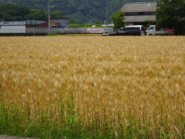 f0231709_13240999.jpg