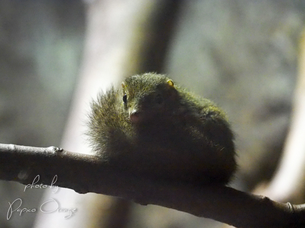 上野動物園　２０１８年５月１３日_f0321610_22165156.jpg