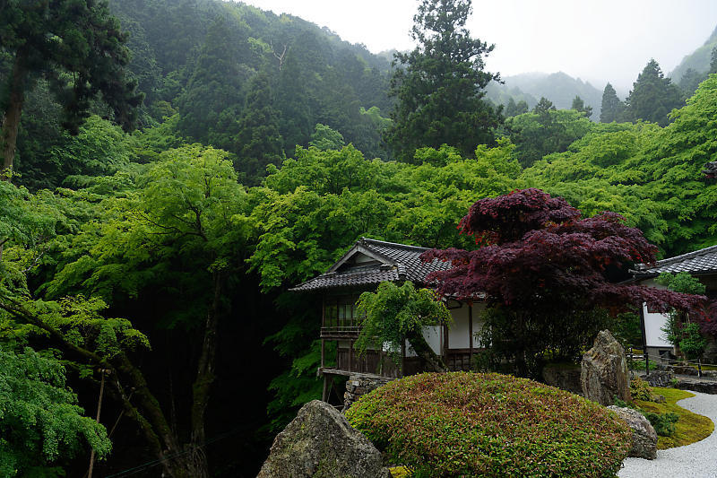 雨の日緑濃き境内＠古知谷阿弥陀寺_f0032011_20133961.jpg